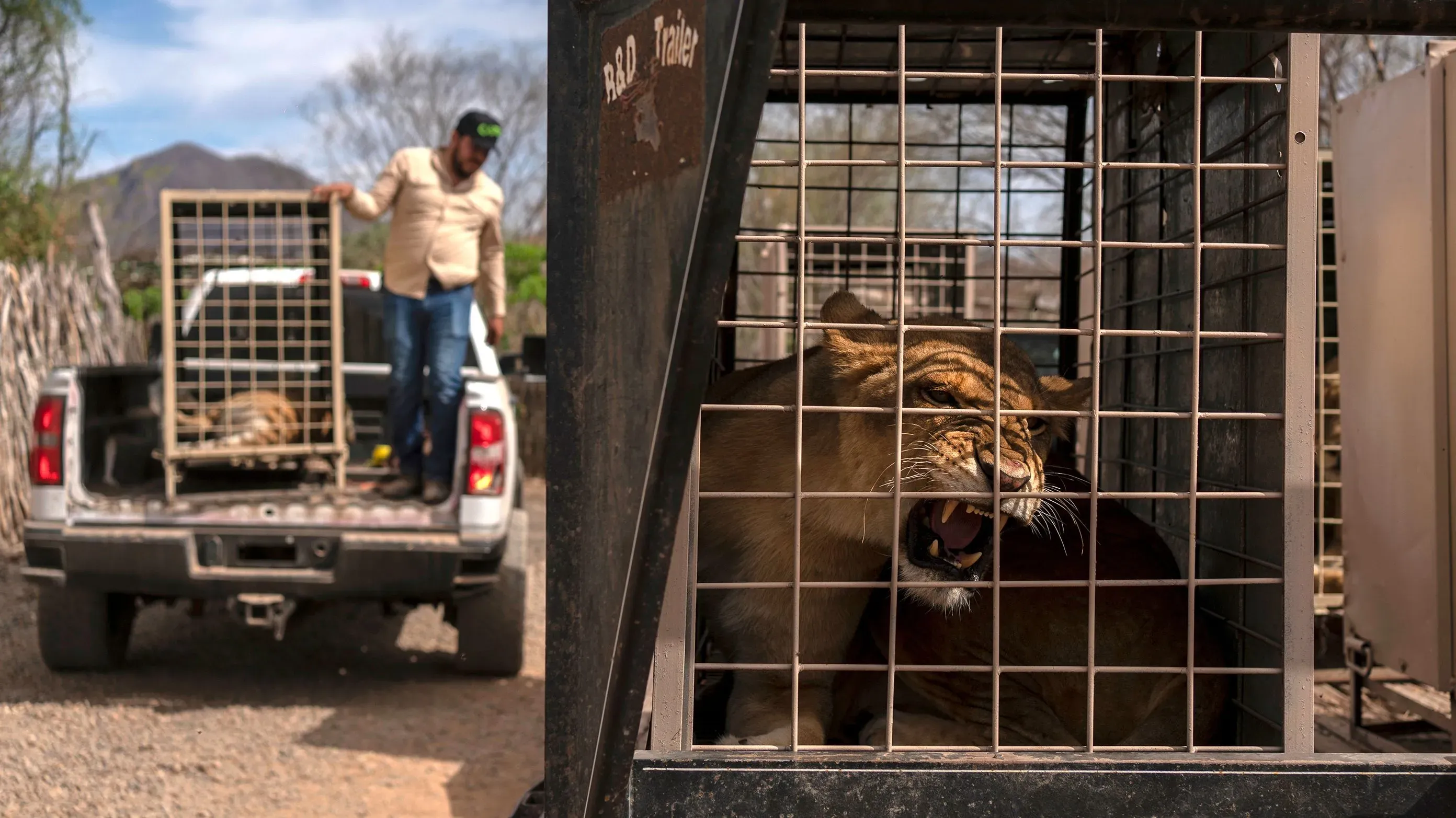 عملية نقل حيوانات من محمية أوستوك في كولياكان إلى مازاتلان، تشمل نمورًا وأسودًا، بسبب العنف في سينالوا.