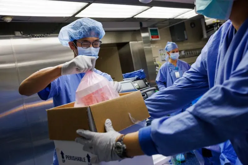 فريق طبي في مستشفى ماساتشوستس العام يتعامل مع كلية خنزير متبرع، في إطار زراعة الأعضاء الحيوانية.