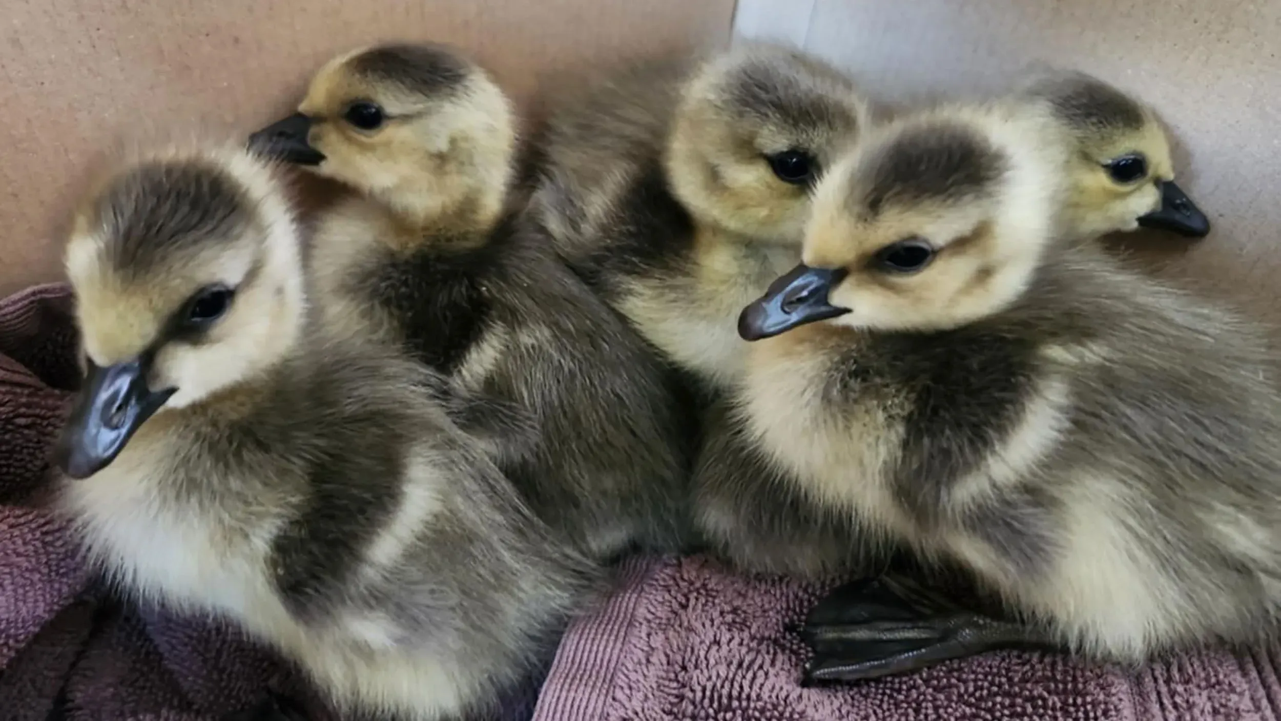 خمسة من أفراخ الأوز الكندي الصغيرة جالسة معًا على منشفة، بعد إنقاذها من سطح فندق في أتلانتا، استعدادًا لنقلها إلى بركة قريبة.