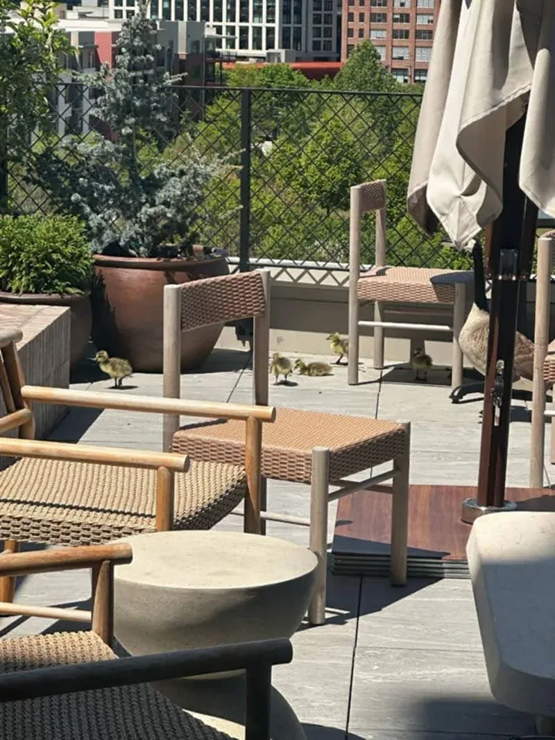 أوز صغير يتجول في فناء حديقة فندق بوتيك في أتلانتا، محاط بأثاث خارجي، مع وجود أوزة كبيرة في الخلفية.