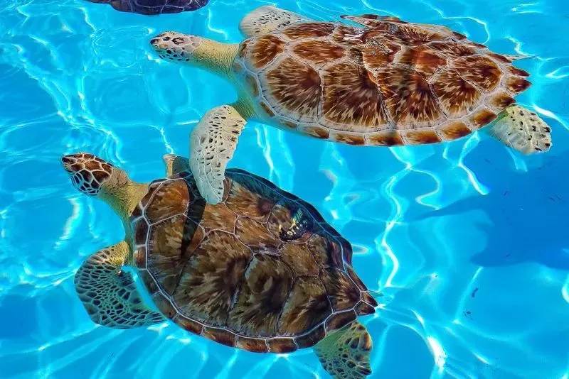 سلحفاة بحرية تسبح في مياه زرقاء صافية، تعكس جمال الحياة البحرية في فلوريدا كيز، وجهة مشهورة للغوص.