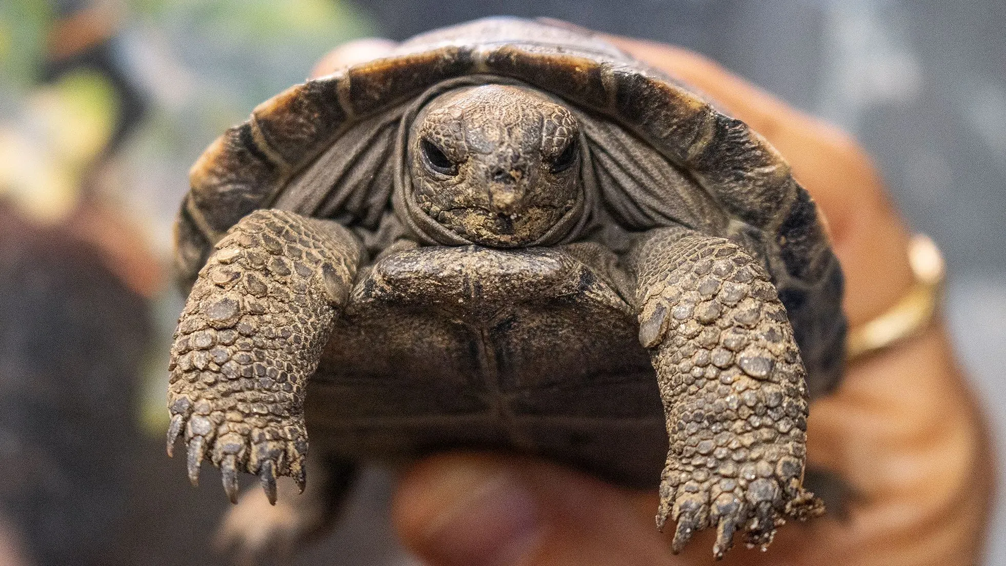 سلاحف غالاباغوس المهددة بالانقراض، تُظهر أحد الصغار الذي وُلد حديثًا في حديقة حيوان فيلادلفيا، حيث يُعتبر حدثًا تاريخيًا.