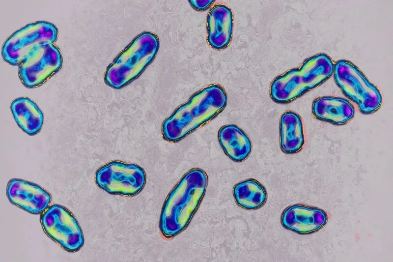 بكتيريا اليرسينية الطاعونية تحت المجهر، وهي المسؤولة عن جائحة الطاعون التاريخية وتكيفها للبقاء بين البشر.