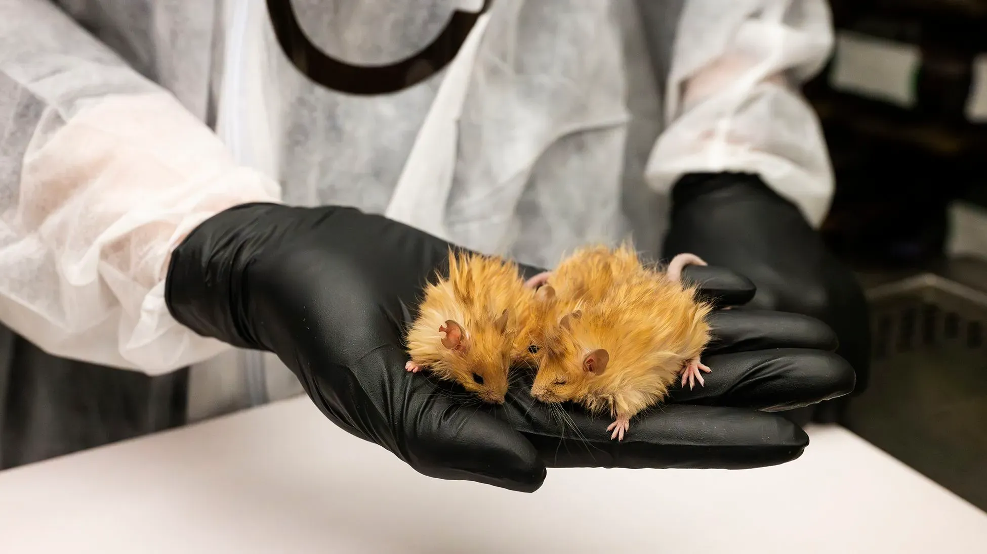 فأران مختبريتان معدلتان وراثياً، ذات فرو ذهبي ومجعد، تُحملان في يد شخص يرتدي قفازات، تعكسان جهود إحياء صفات الماموث.