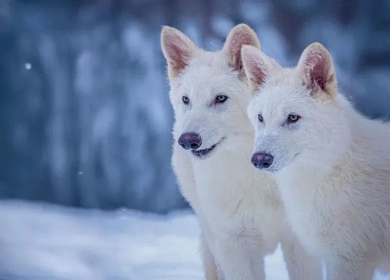 ذئبان أبيضان في بيئة ثلجية، يعكسان جهود الهندسة الوراثية لإعادة الأنواع المنقرضة مثل طائر المووا في نيوزيلندا.