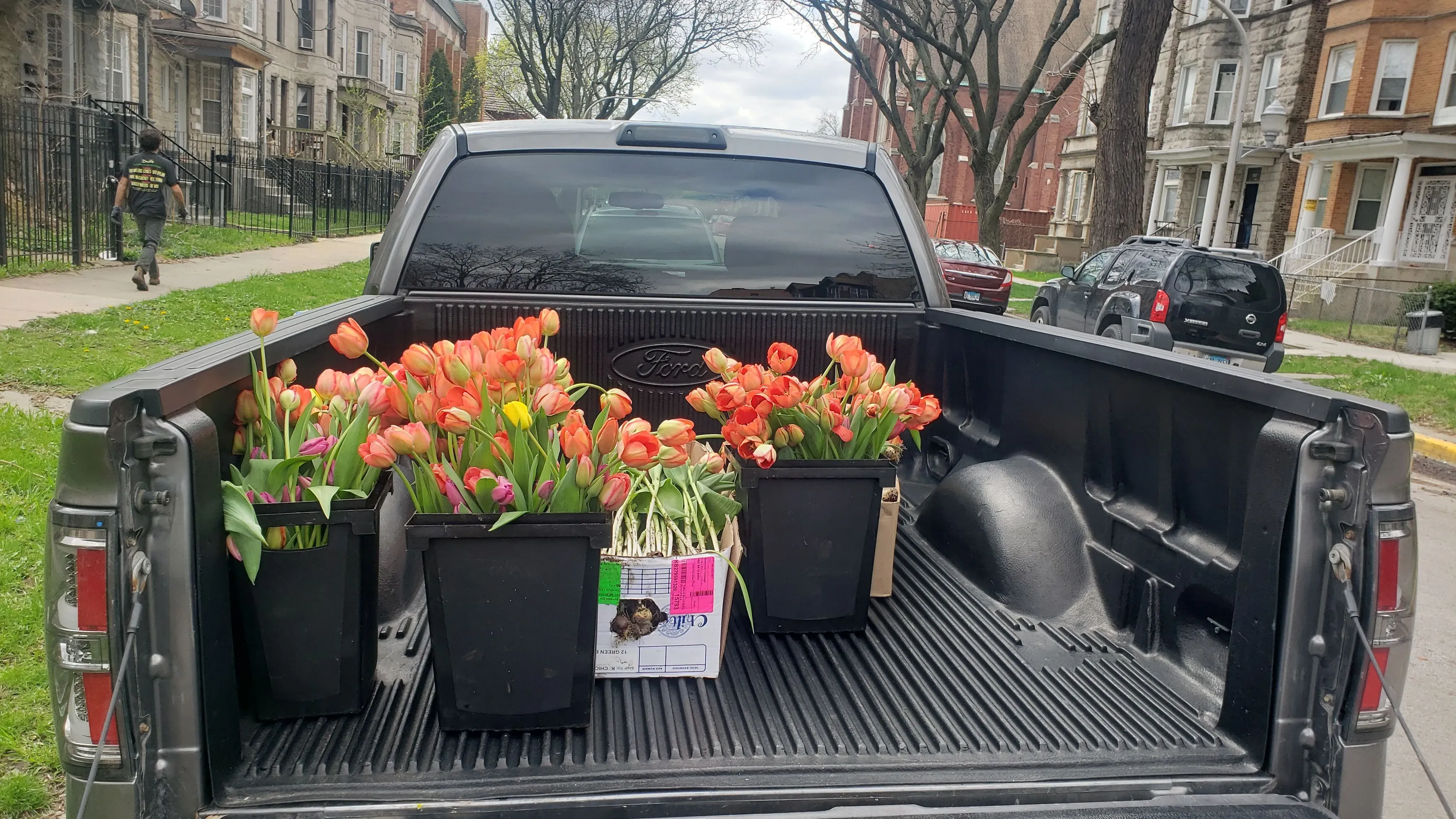 سيارة شاحنة تحمل صناديق من زهور التوليب الملونة، متوقفة في منطقة حضرية بوسط شيكاغو، مع منازل خلفها.