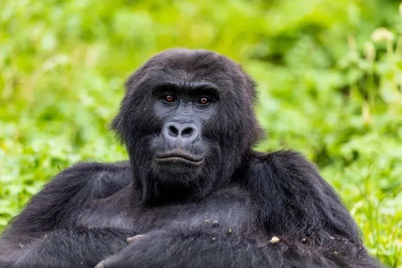 غوريلا الأراضي المنخفضة الشرقية تستلقي في العشب الأخضر، تعبيرها هادئ. تمثل هذه الغوريلا جزءًا من جهود إعادة إدخال ناجحة في البرية.