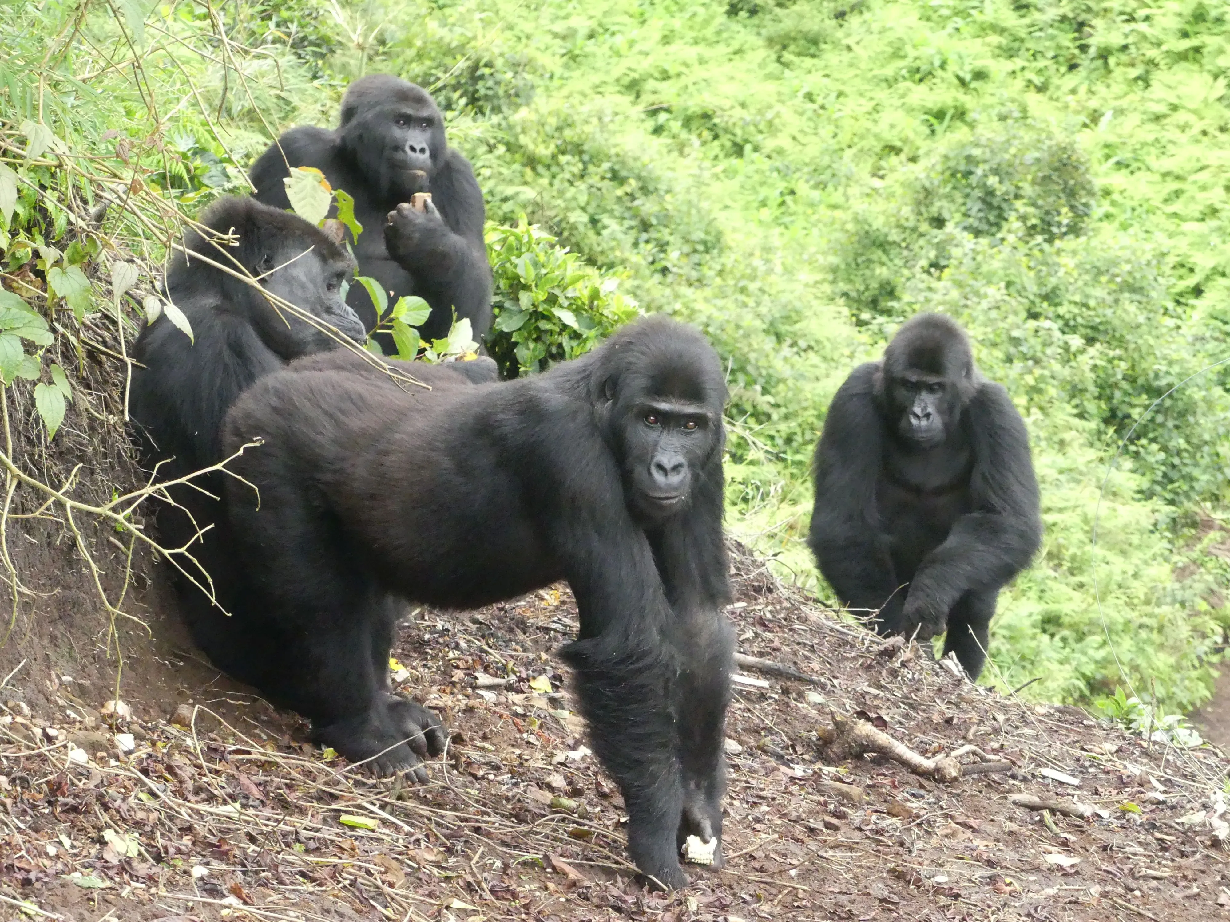 أربع إناث من غوريلا الأراضي المنخفضة الشرقية تتجول في الغابة بعد إعادة تأهيلهن، مما يعكس نجاح جهود الحفاظ على هذا النوع المهدد بالانقراض.
