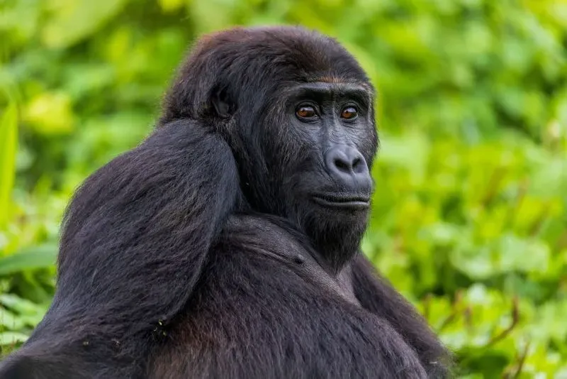 غوريلا شرقية ذات ظهر فضي، تجلس وسط نباتات خضراء، تعكس نجاح جهود إعادة التأهيل والحفاظ على الأنواع المهددة بالانقراض.