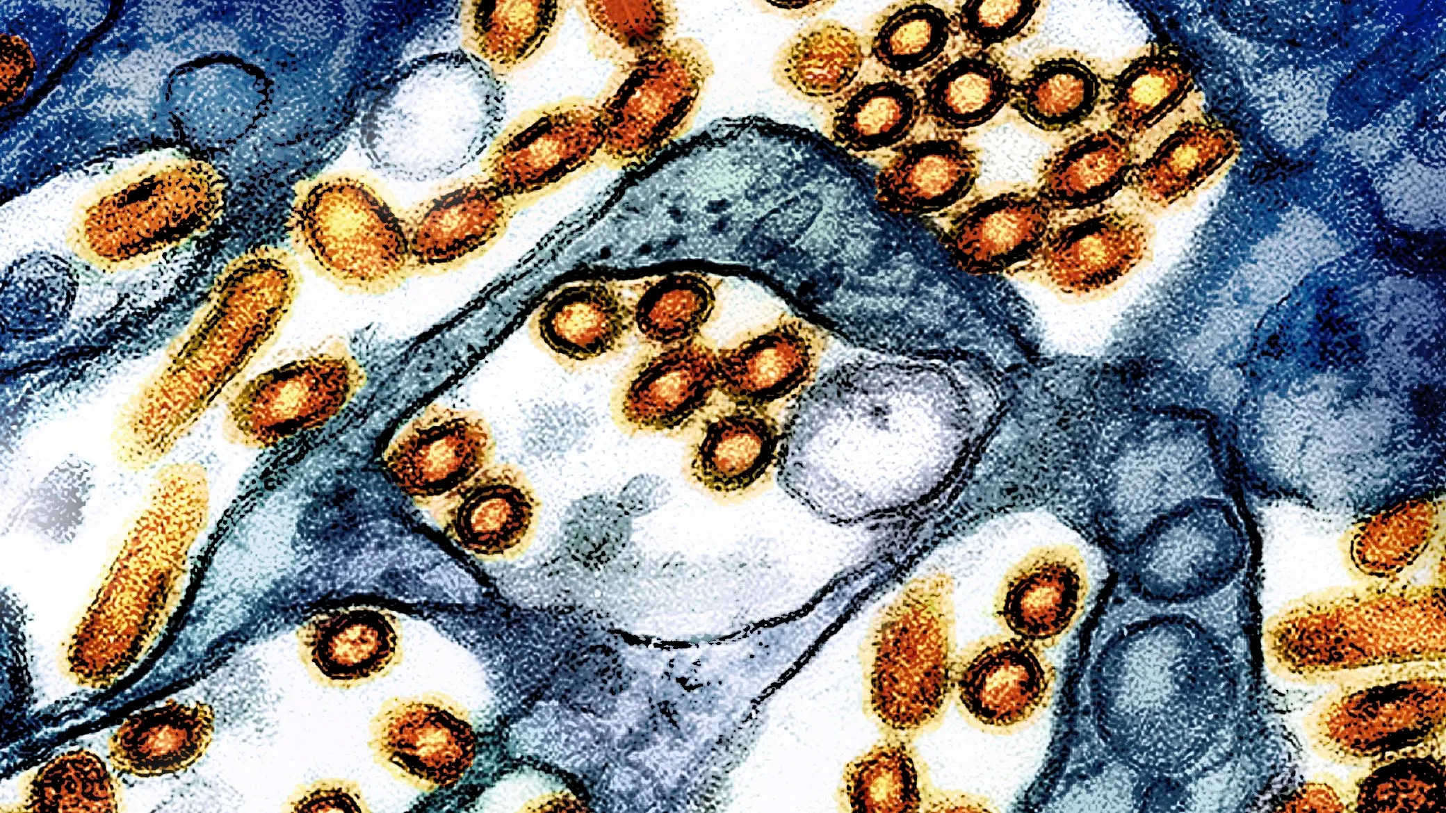 فيروس إنفلونزا الطيور H5N1 يظهر استقرارًا في الجبن المصنوع من حليب الأبقار، مما يشكل خطرًا على الصحة العامة.