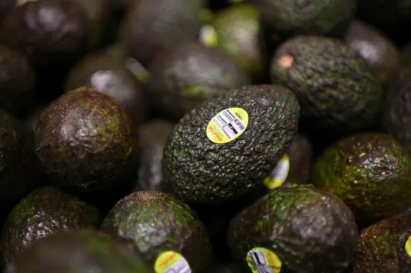 أفوكادو طازج مع ملصقات، يمثل جزءًا من الواردات الزراعية من المكسيك، والتي قد تتأثر بزيادة الرسوم الجمركية المقترحة.