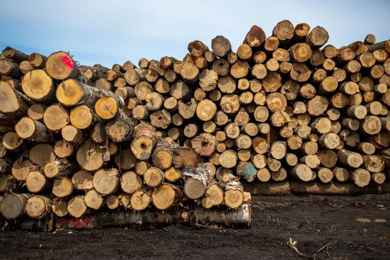 تظهر الصورة كومة كبيرة من جذوع الأشجار المقطوعة، مما يعكس تأثير السياسات التجارية على قطاع الخشب.
