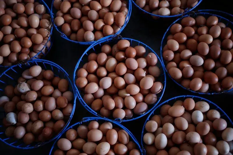 سلالات من البيض البني موضوعة في سلال زرقاء، تعكس تأثير نقص المعروض وارتفاع الأسعار في السوق الأمريكي.