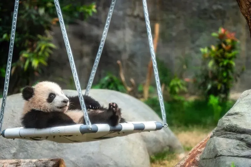 باندا عملاقة صغيرة تسترخي على أرجوحة في حديقة أوشن بارك، تعبيرًا عن الفرح والبراءة بعد ولادتها في هونغ كونغ.