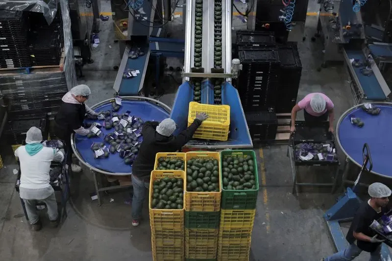 عمال في مصنع يقومون بفرز وتعبئة الأفوكادو في صناديق، مع وجود خط إنتاج في الخلفية. يشير المشهد إلى أهمية التجارة الزراعية بين الولايات المتحدة والمكسيك.