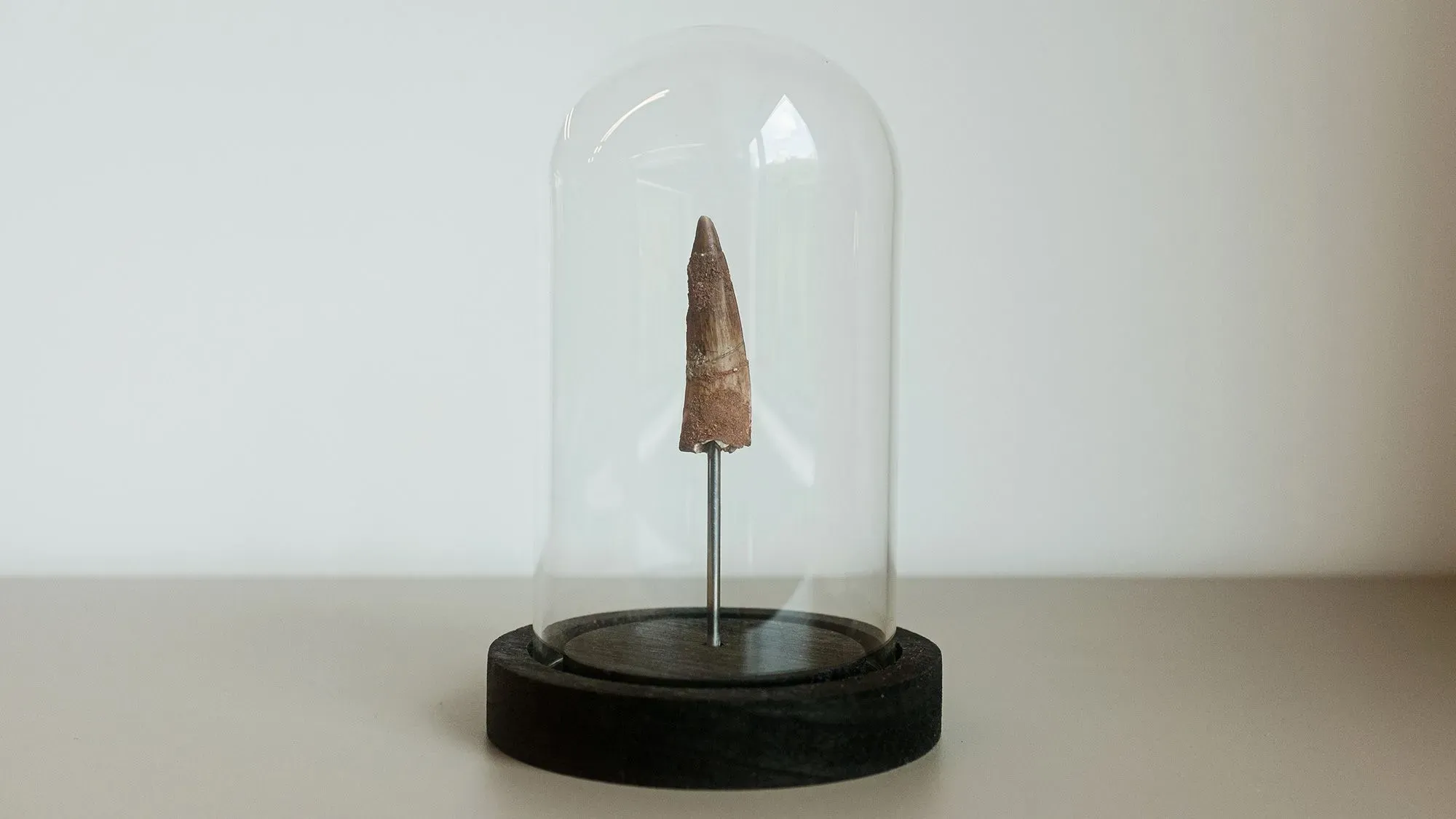 سن سبينوصور مدبب داخل قبة زجاجية، يعكس تاريخًا قديمًا يعود إلى 95 مليون سنة، مع شهادة أصالة توضح مصدره.