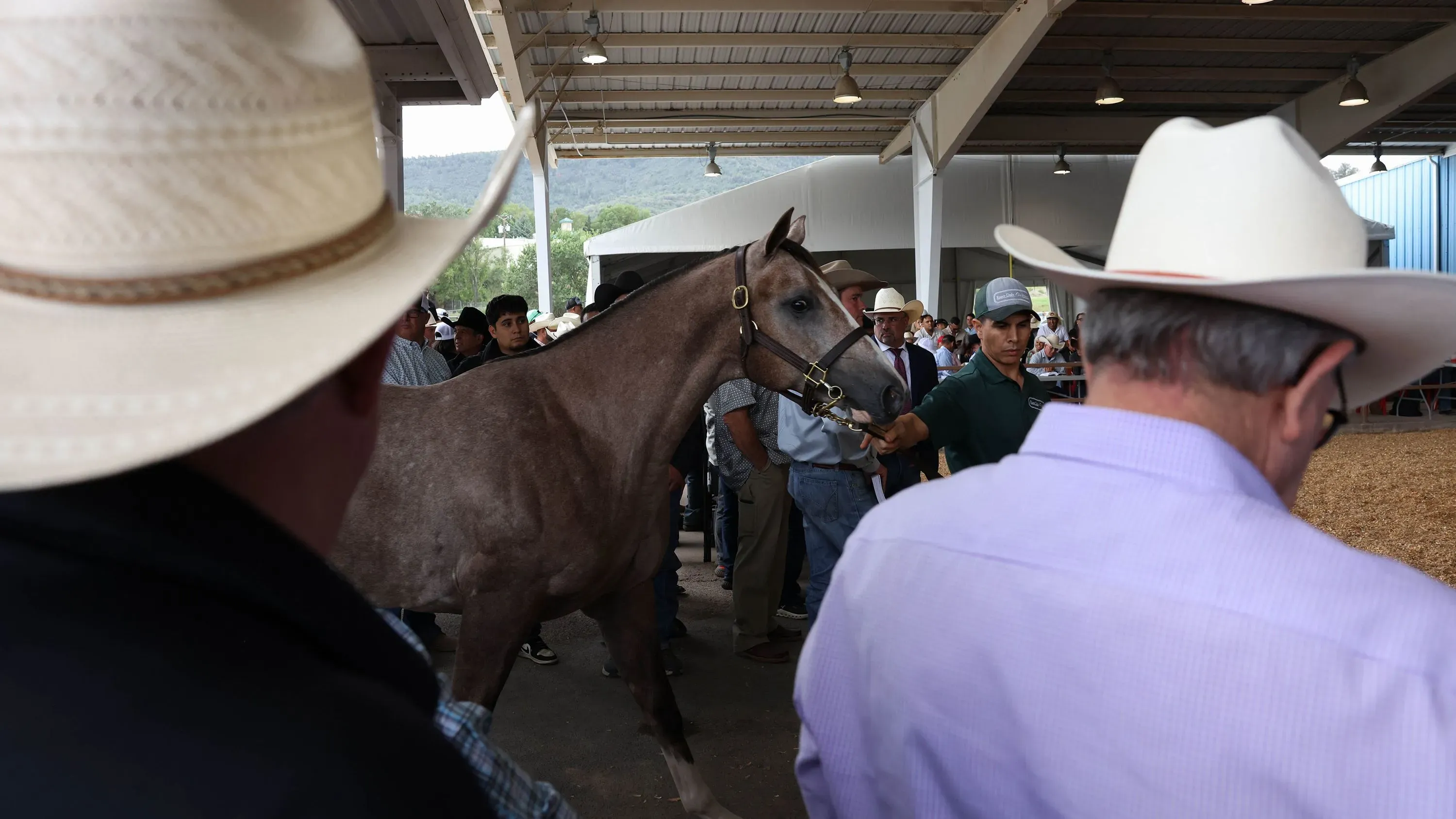 حصان أصيل يتقدم في مزاد لبيع الخيول في رويدوسو، محاط بمشترين يرتدون قبعات رعاة البقر، في أجواء مشحونة بالتوتر والترقب.