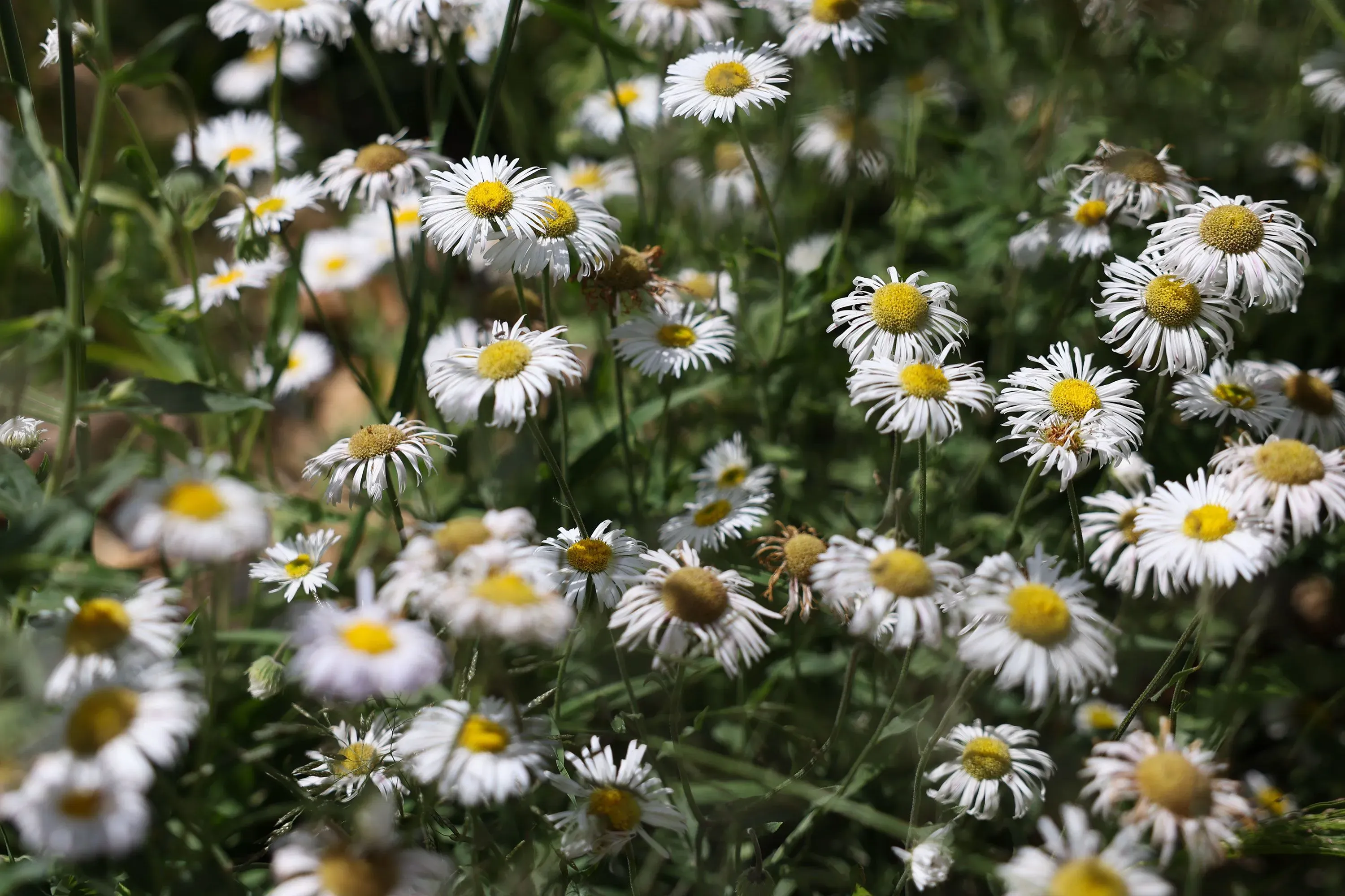 أزهار الأقحوان البيضاء تتفتح في حقل، محاطة بأوراق خضراء، تعكس جمال الطبيعة في منطقة رويدوسو المتضررة من الفيضانات.