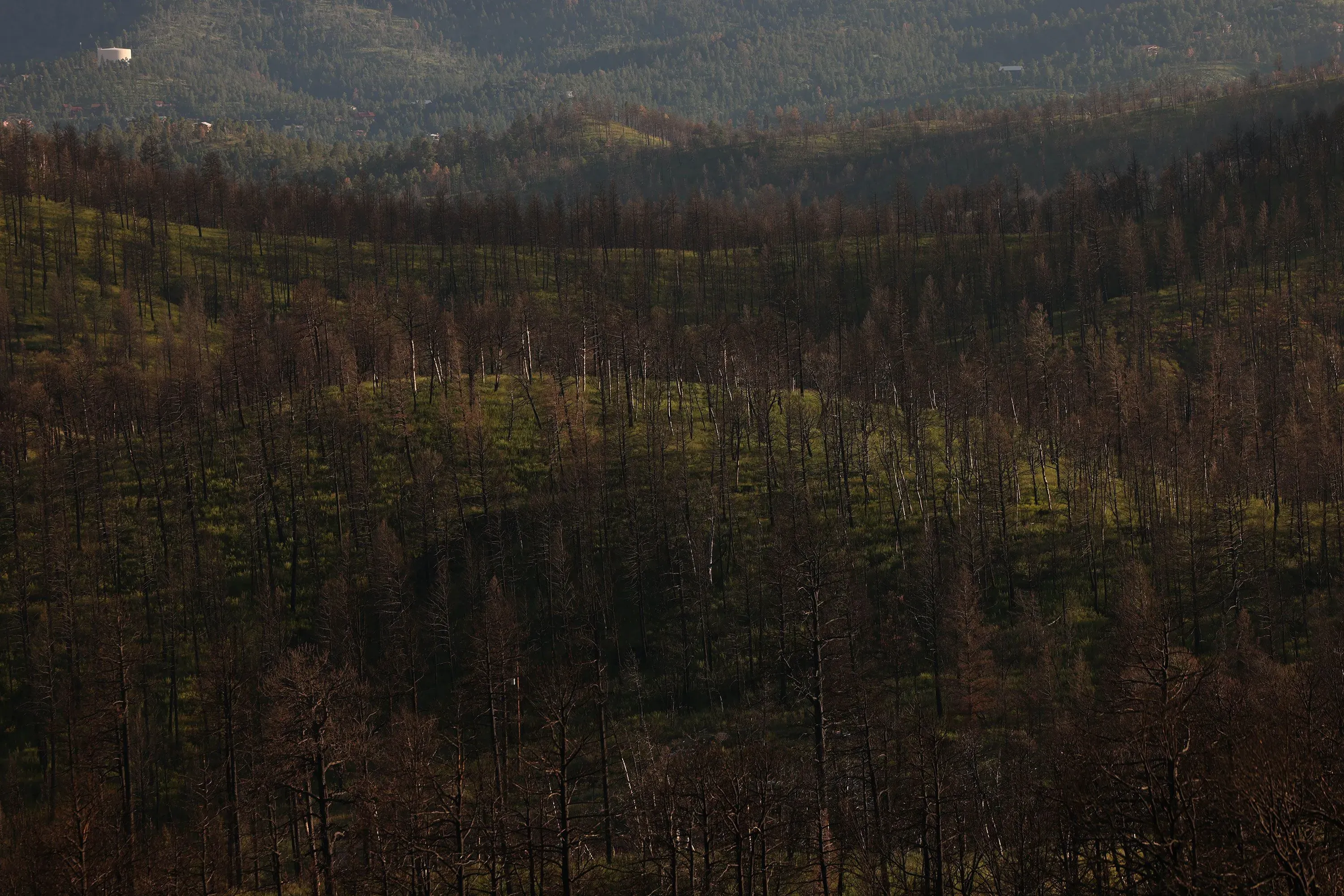 منظر طبيعي يظهر تلالًا متضررة من حرائق الغابات، حيث تتداخل الأشجار المحترقة مع مناطق خضراء جديدة، مما يعكس تأثير الكوارث الطبيعية على البيئة في رويدوسو.