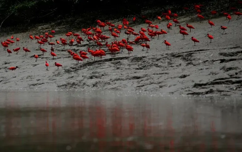 مجموعة من طيور النحام الوردية تتجمع على ضفاف نهر الأمازون، تعكس جمال الطبيعة في منطقة الهامش الاستوائي.