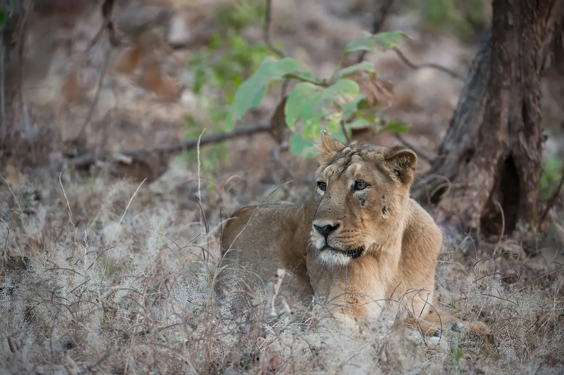 أسد آسيوي يستريح في غابة بولاية غوجارات الهندية، مع تزايد أعداد الأسود مما يسبب صراعات مع السكان المحليين.