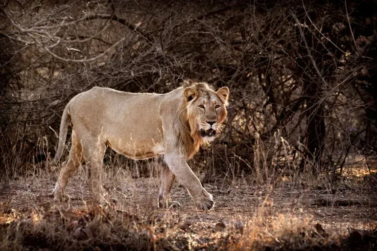 أسد يتجول في غابة جير بولاية غوجارات، حيث تشير التعدادات الأخيرة إلى زيادة ملحوظة في أعداد الأسود في الهند.