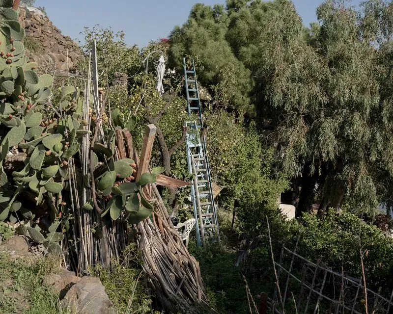 صورة تظهر بعض الأشجار والنباتات في جزيرة أليكودي، مع سلم أزرق وصناديق خشبية، تعكس الحياة الطبيعية والبسيطة للسكان المحليين.