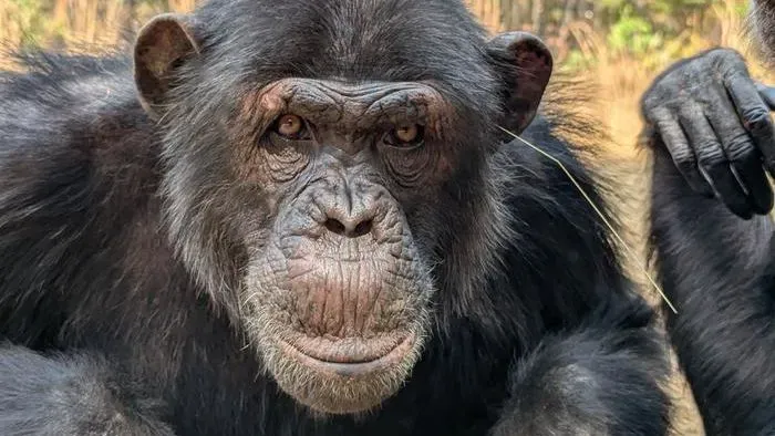 قرد شمبانزي ينظر إلى الكاميرا في محمية طبيعية، مما يعكس سلوكيات اجتماعية جديدة تم ملاحظتها في مجموعات الشمبانزي.