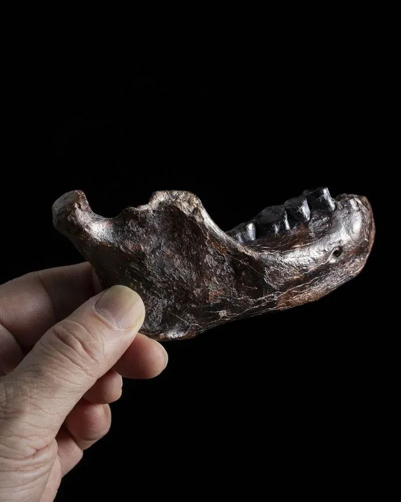 عظم فك إنسان دينيسوفان المحفوظ، يُظهر تفاصيل الأسنان، تم اكتشافه في قاع البحر قبالة تايوان، ويعكس أهمية الاكتشافات القديمة.
