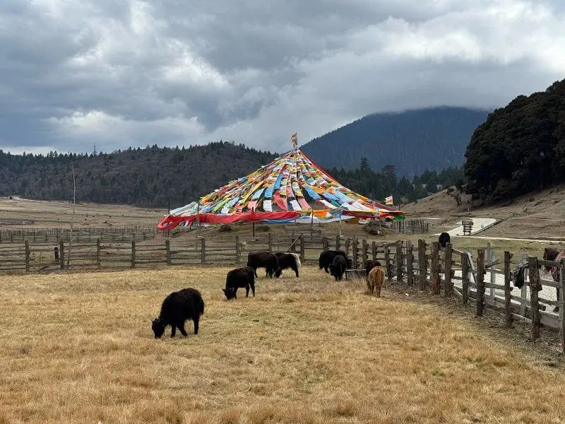 خراف تتجول في مرج جاف تحت سماء غائمة، مع خيمة مزينة بأعلام ملونة في الخلفية، تعكس جمال ثقافة التبت.