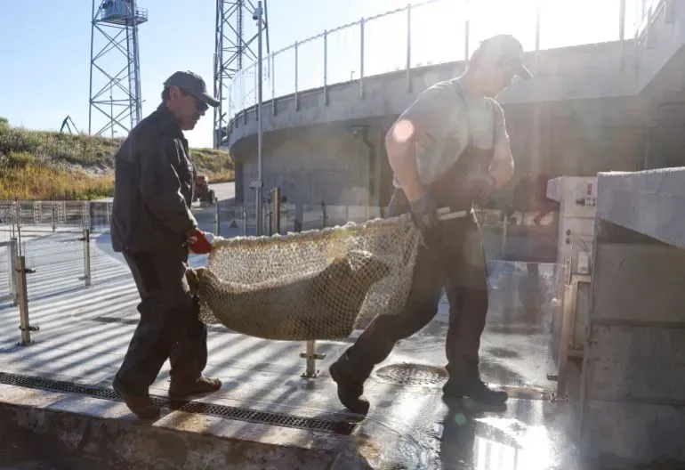 رجال يحملون فقمة في شبكة، يعملون على إنقاذ الفقمات الرمادية في ليتوانيا، وسط جهود لحمايتها من التهديدات البيئية.