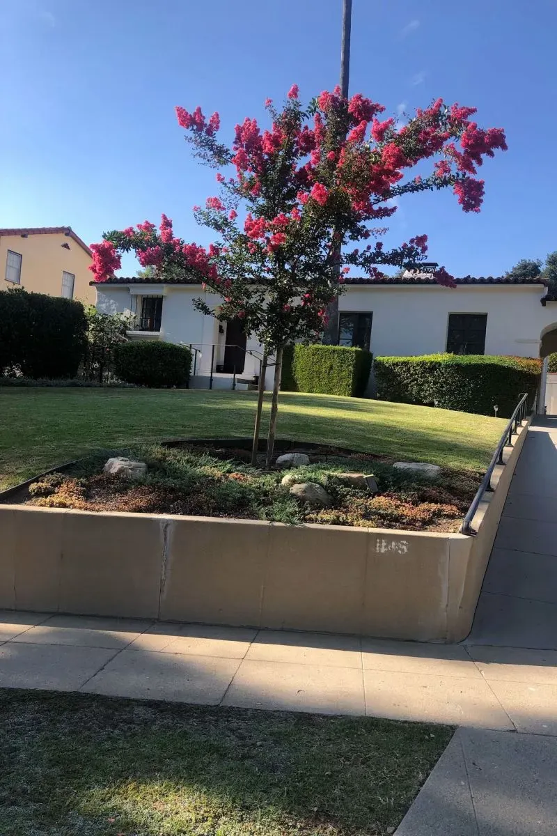 شجرة مزهرة أمام منزل دكتورة دوروثي لود لويد، الذي دمره حريق إيتون، حيث يمثل هذا المكان إرث عائلتها التاريخي في ألتادينا.