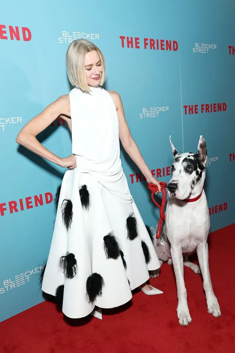 ناعومي واتس ترتدي فستانًا أبيض مزخرفًا بالأسود، مع كلبها الدانماركي العظيم بينغ، أثناء العرض الأول لفيلم "الصديق" في نيويورك.