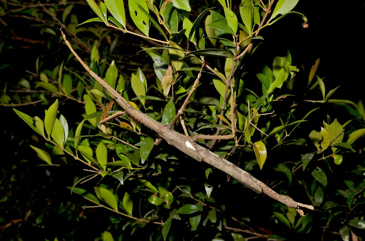 حشرة عصا جديدة، تُعتبر الأثقل في أستراليا، تتواجد بين أوراق الشجر في غابة مطيرة نائية بكوينزلاند، بوزن 44 جرامًا وطول 40 سم.