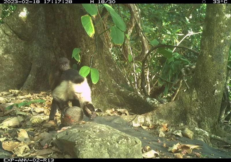 قرد كبوشي أبيض الوجه يحمل قرد عواء صغير على ظهره في جزيرة جيكارون، مما يثير تساؤلات حول سلوك الاختطاف بين الأنواع.