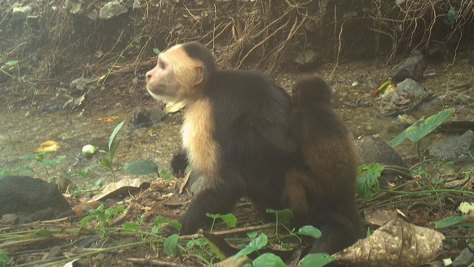 قرد كبوشي يجلس بجانب مجرى مائي، يظهر عليه علامات الاستغراب، بينما يحمل قرد عواء صغير على ظهره.