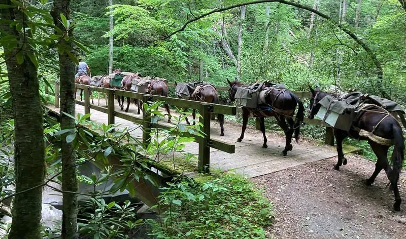 قافلة من البغال محملة بالإمدادات تعبر جسرًا خشبيًا في غابة، تسهم في جهود الإغاثة بعد إعصار هيلين في نورث كارولينا.