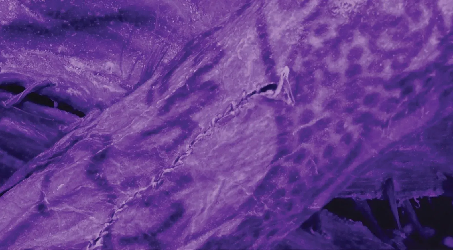 تصوير بالأشعة تحت الحمراء لوشوم معقدة على جلد مومياء من ثقافة بازيريك في سيبيريا، يظهر تفاصيل دقيقة وتقنيات فنية متقدمة.