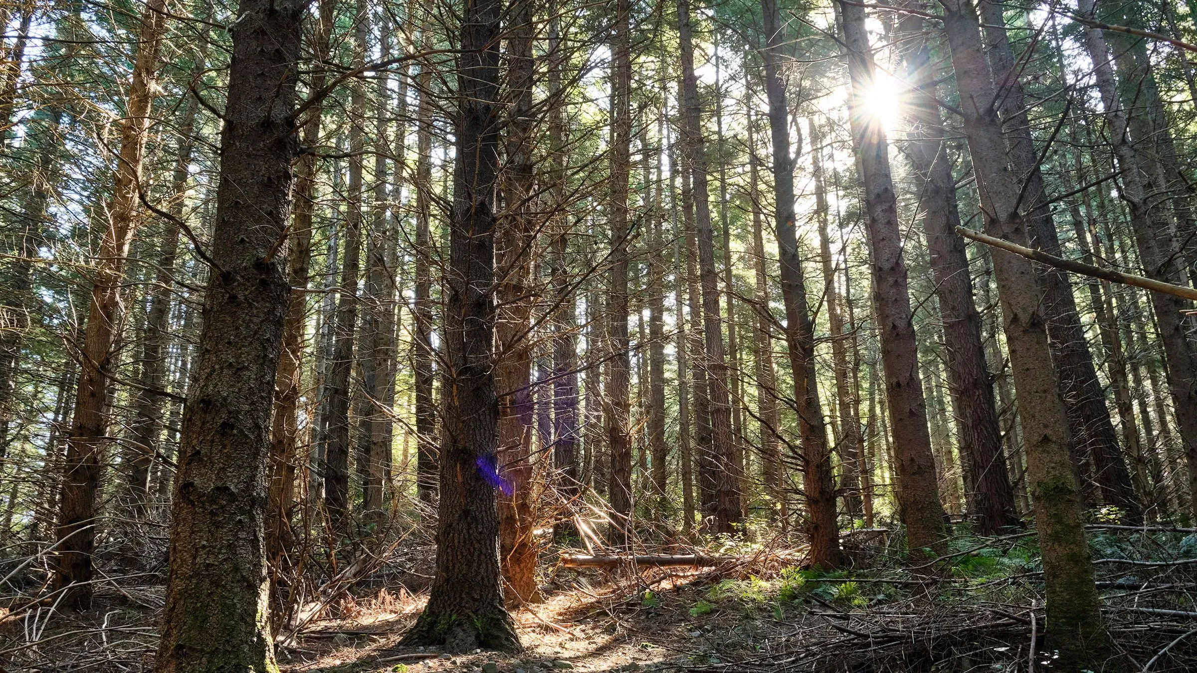 غابة كثيفة من أشجار الصنوبر، مع أشعة الشمس تتسلل بين الفروع، تعكس أهمية الغابات في جهود خفض انبعاثات الكربون في نيوزيلندا.