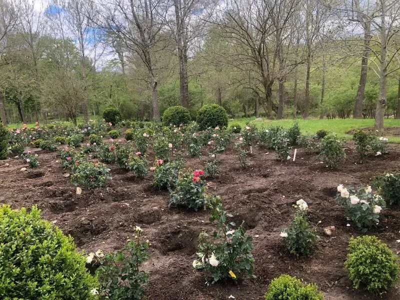 حديقة ورود جديدة تجهزها مارثا ستيوارت، تحتوي على أزهار مختلفة الألوان في مشهد طبيعي أخضر.