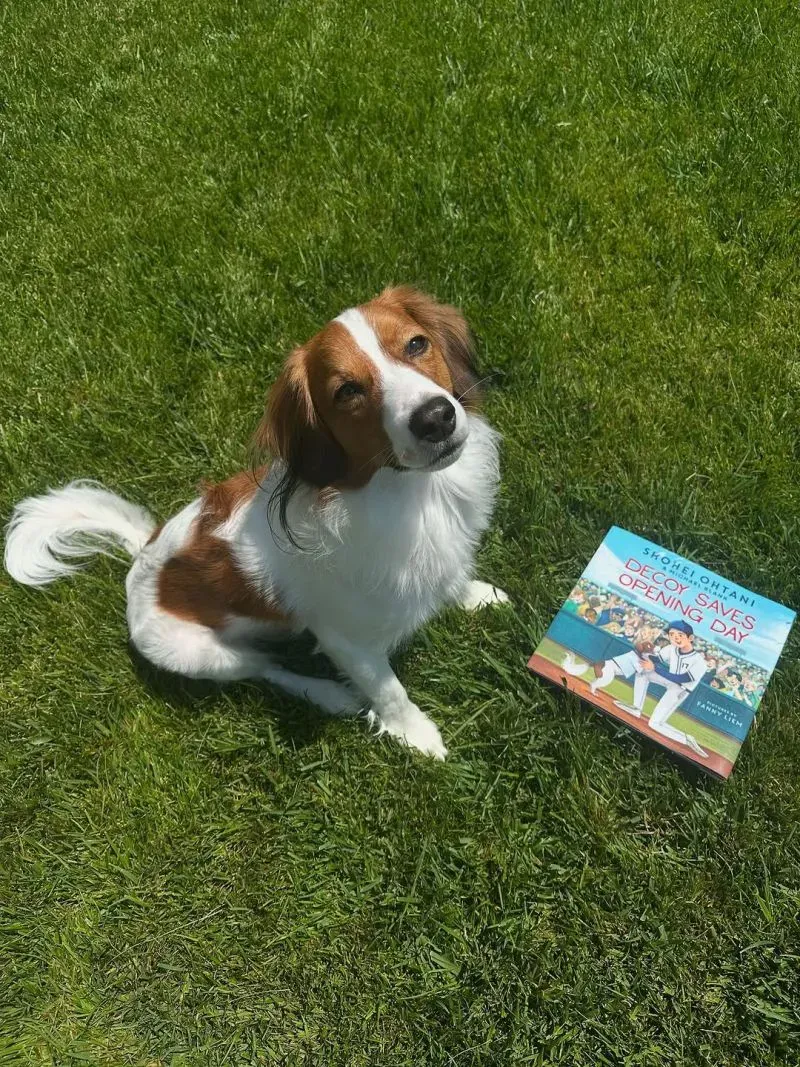 ديكوي، كلب كويكرهوندجي، يجلس بجوار كتابه "ديكوي ينقذ يوم الافتتاح"، مستعرضًا غلافه الملون في العشب الأخضر.