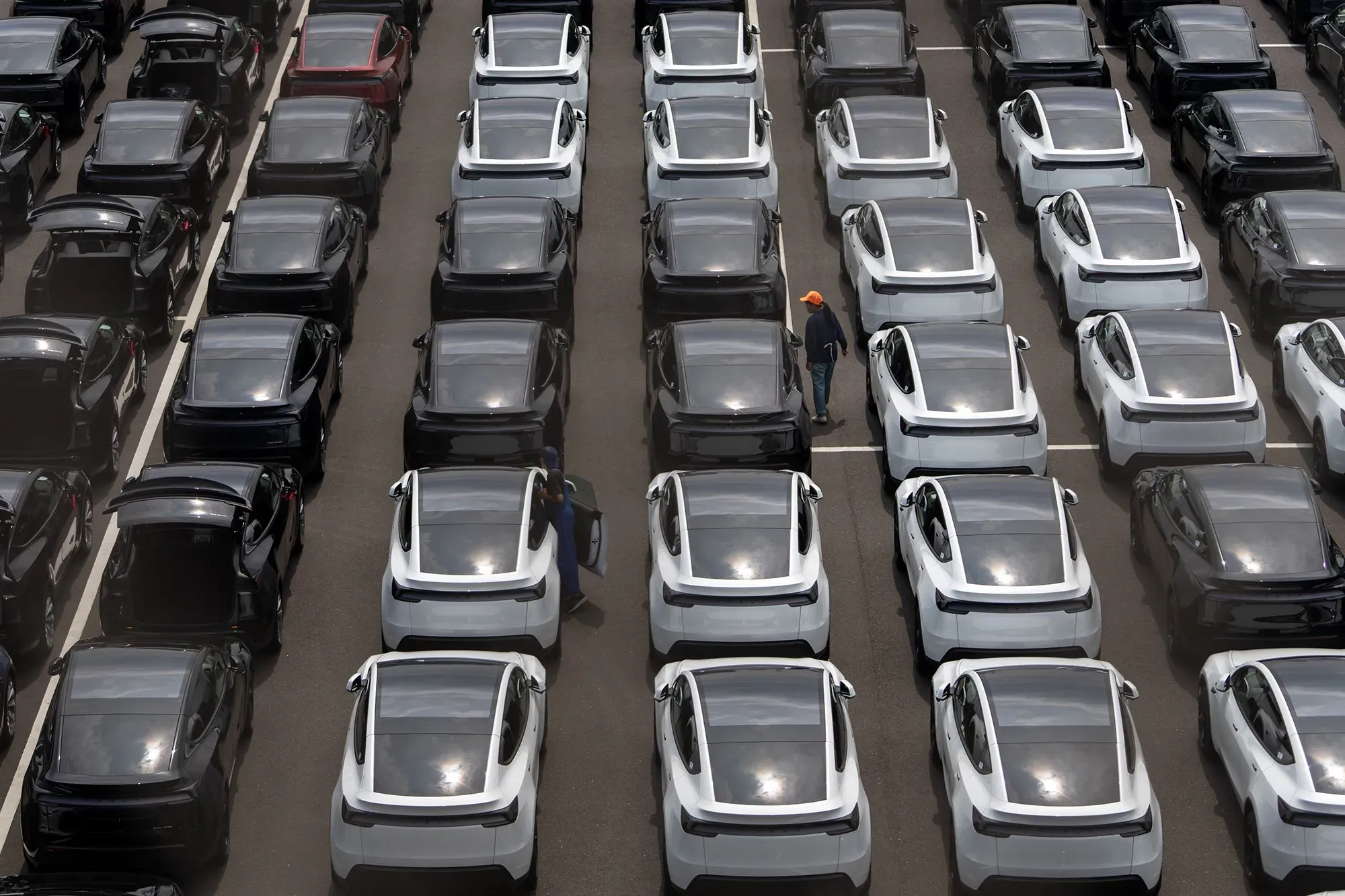 صفوف من سيارات تسلا الجديدة في موقف سيارات، مع وجود شخص يعمل بين السيارات، تعكس تراجع المبيعات والأرباح.