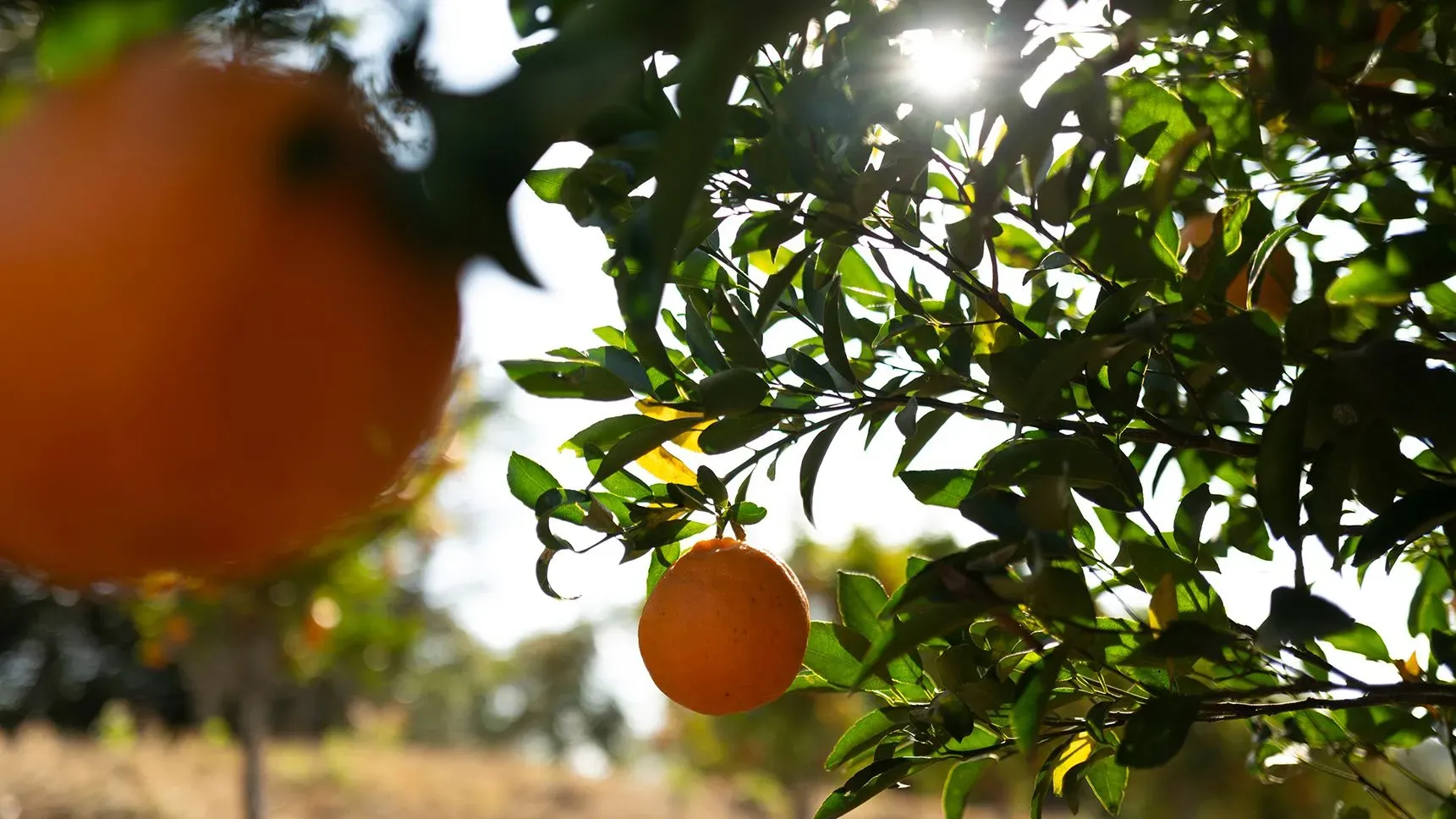 ثمار البرتقال الناضجة تتدلى من شجرة في بستان، مع أشعة الشمس تتسلل بين الأوراق، مما يبرز أهمية البرتقال في صناعة العصير.