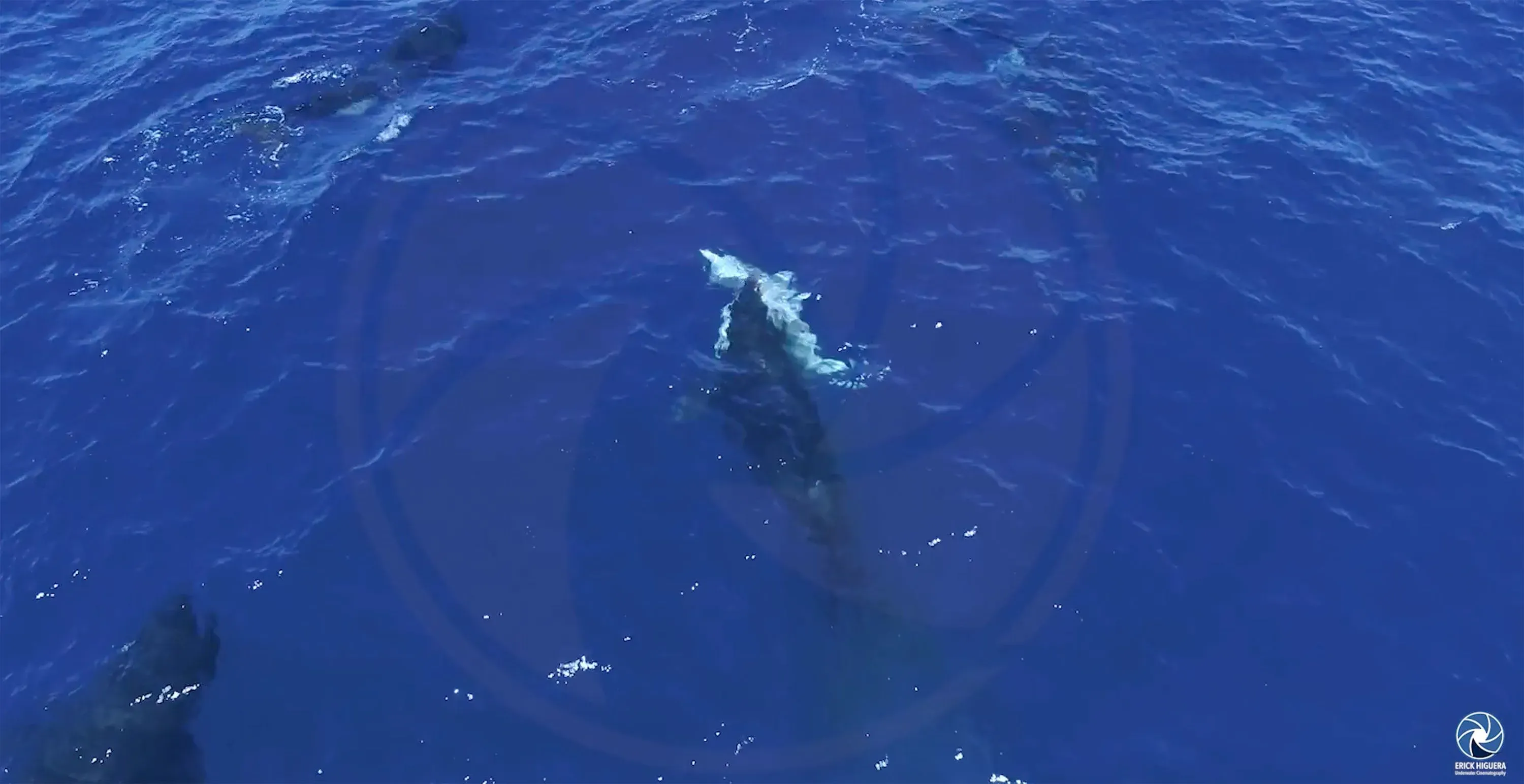 مجموعة من الحيتان القاتلة تهاجم سمكة قرش أبيض صغيرة في مياه المكسيك، مع التركيز على سلوك الصيد الفريد.