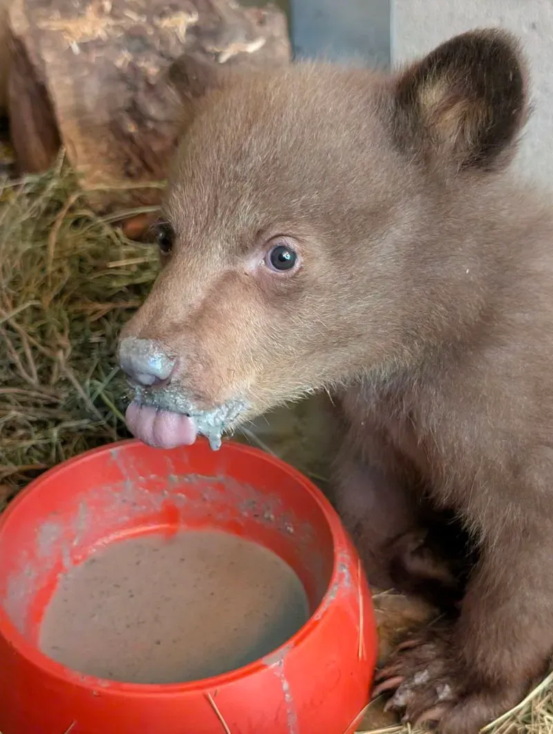 شبل دب أسود صغير يتناول الطعام من وعاء برتقالي، محاط بقش وأخشاب، في مركز رعاية الحيوانات.