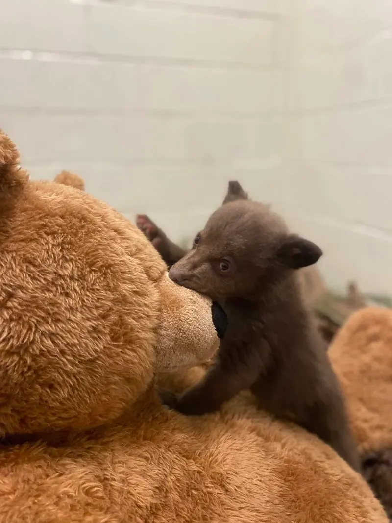 شبل دب أسود صغير يتسلق على دمية دب كبيرة، يظهر في بيئة تعكس الرعاية التي يتلقاها في جمعية سان دييغو للرفق بالحيوان.