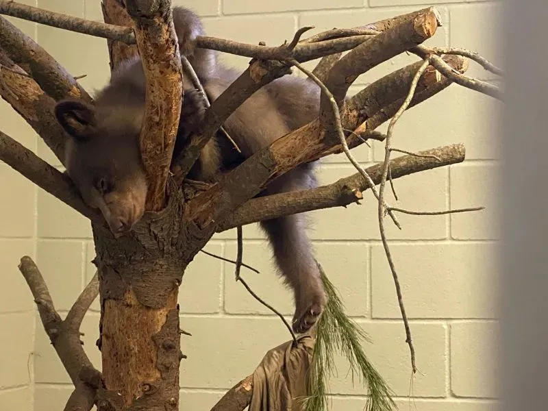 شبل دب أسود يتسلق شجرة في مركز إعادة التأهيل، حيث يتلقى الرعاية اللازمة ليتمكن من العودة إلى البرية لاحقًا.