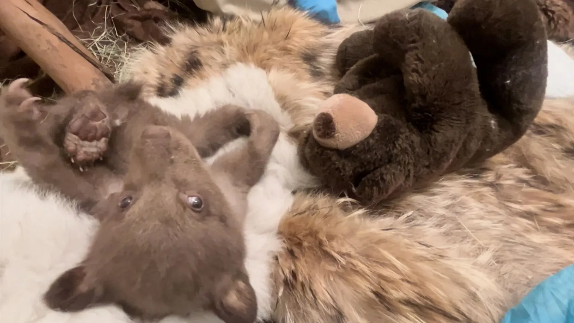 شبل دب أسود يتيم يستلقي على فروة طبيعية، بجانبه دمية دب كبيرة، ويظهر في خلفية بيئة مريحة تحاكي عرينه.