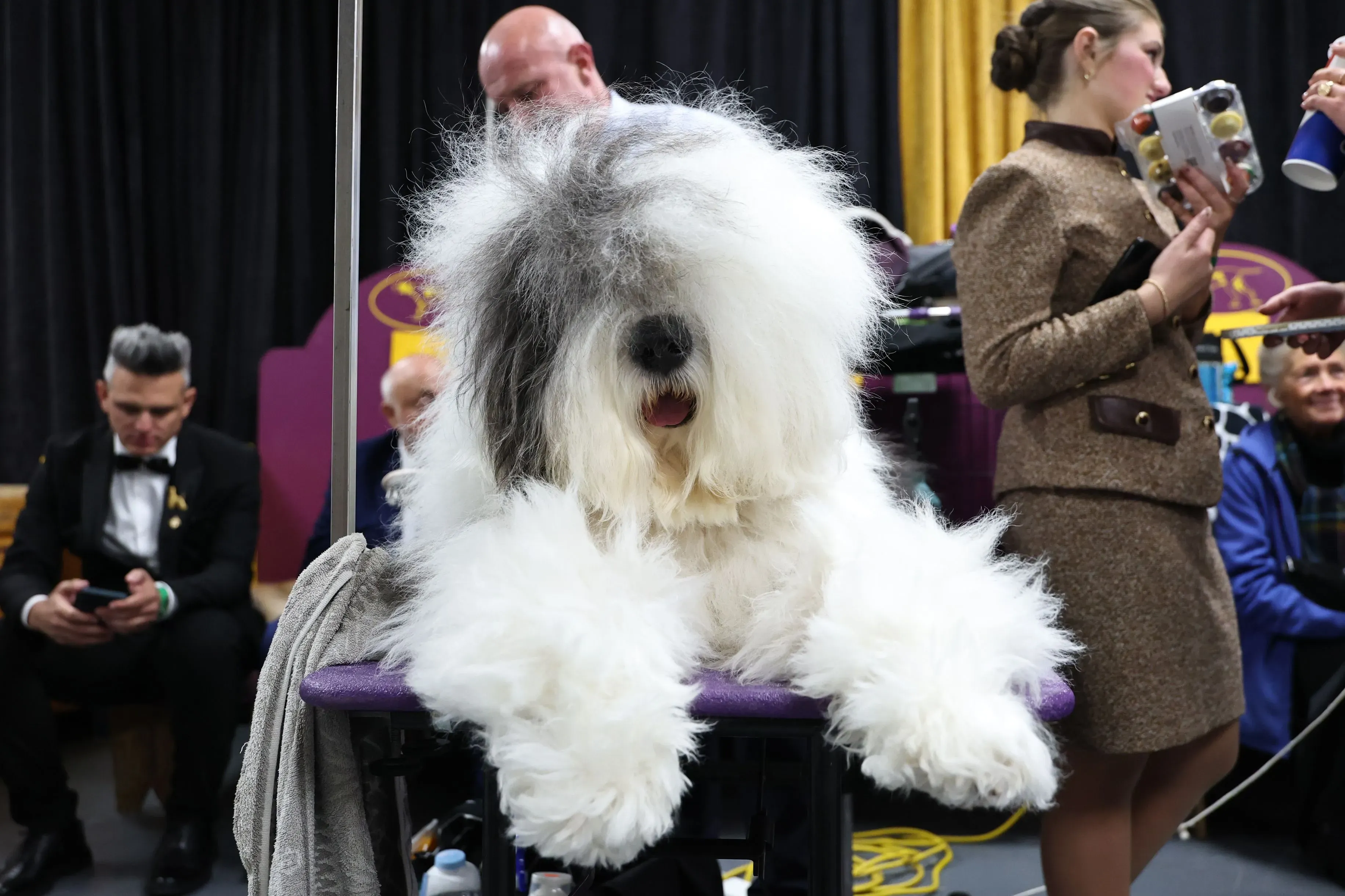 كلب من سلالة هيردينج يجلس على طاولة التحضير في معرض ويستمنستر بيت الكلب، محاطًا بالمتسابقين والمشجعين.