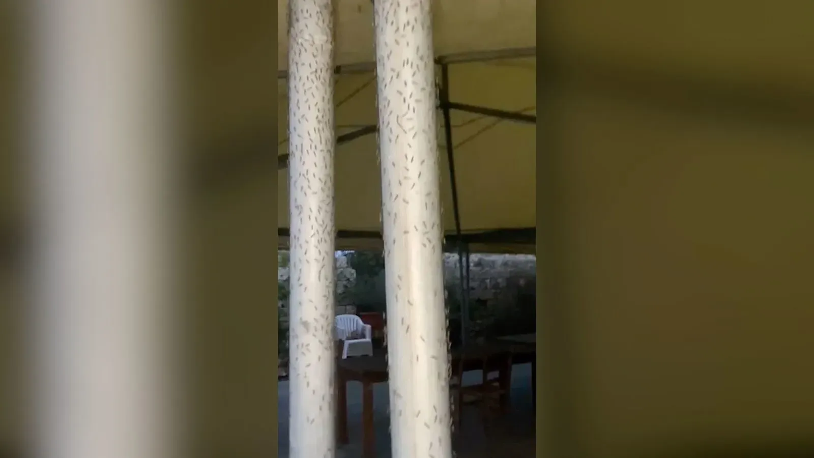 حشرات صغيرة تغزو أعمدة في منطقة أوربيتيلو، مما يسبب إغلاق المنازل ويهدد السياحة في توسكانا.